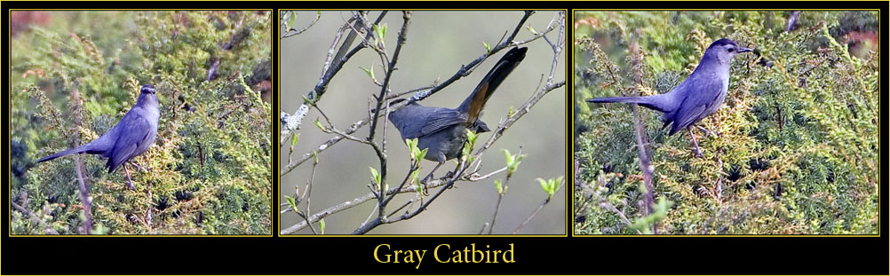 Gray Catbird