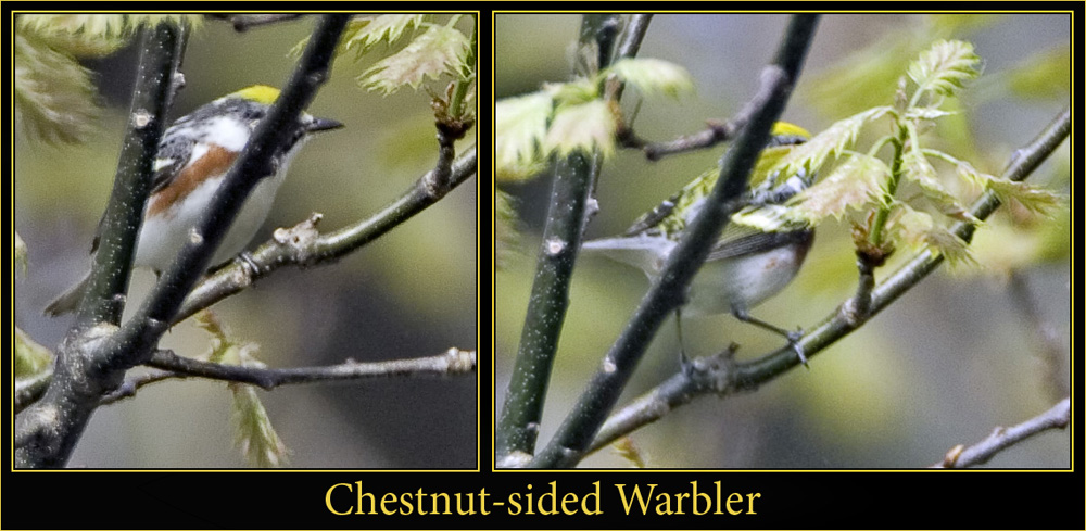 Chestnut-sided Warbler