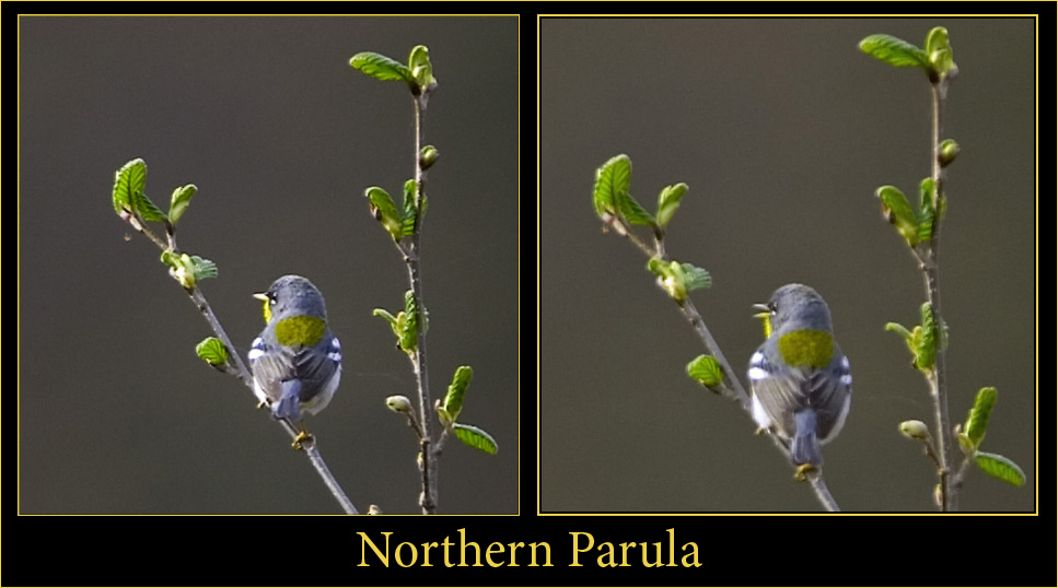 Northern Parula