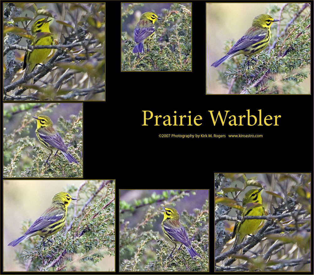 Prairie Warbler