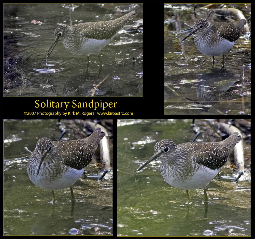 Solitary Sandpiper