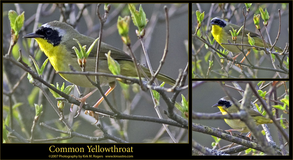 Common Yellowthroat