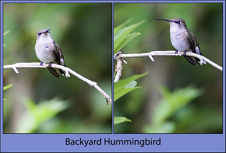 Another Female Hummingbird