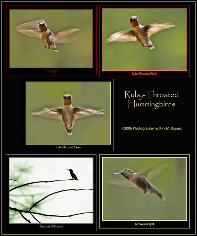 Hummingbird Composite