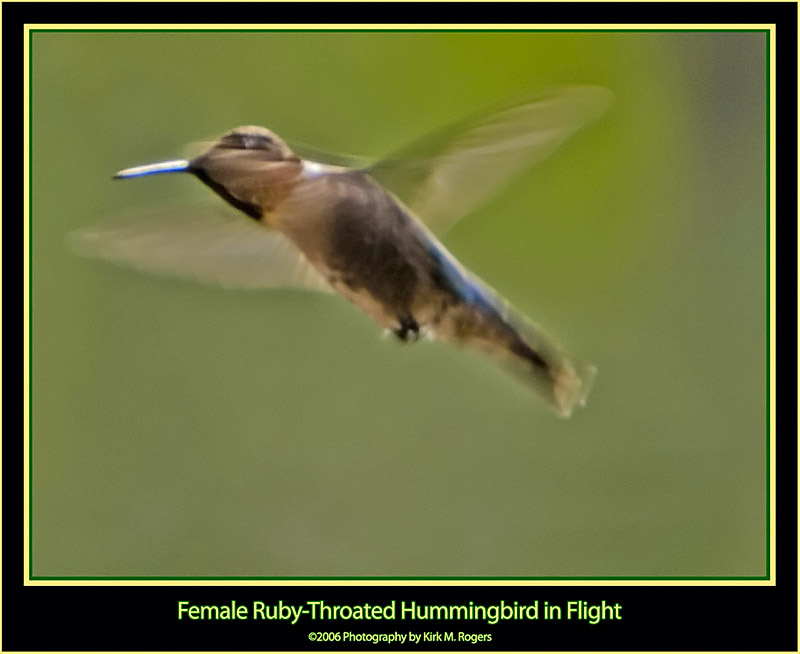 Female Ruby-Throat in Flight