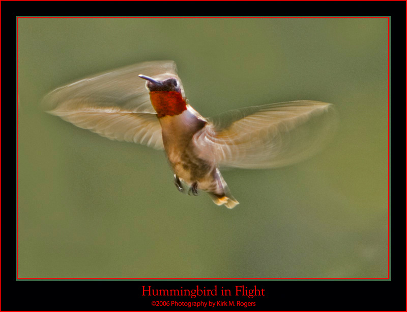 Male Ruby-Throat in Flight