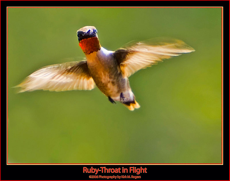 Male Ruby-Throat in Flight