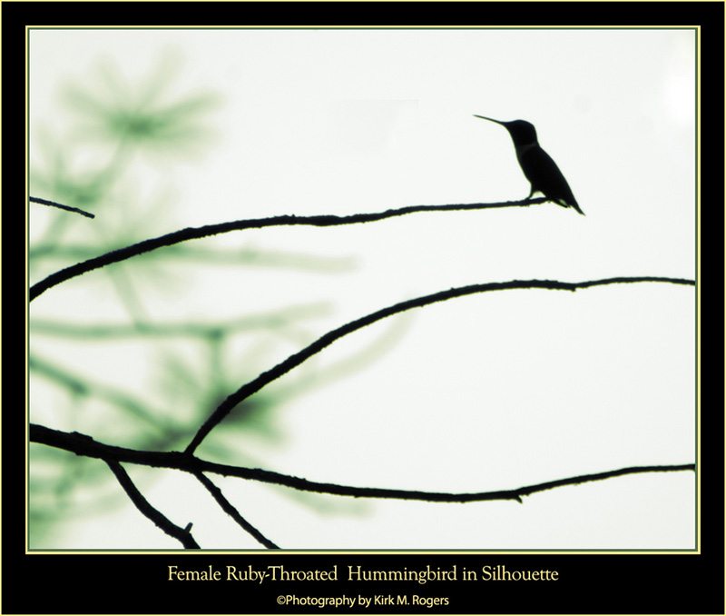 Female Ruby-Throat in Silhouette