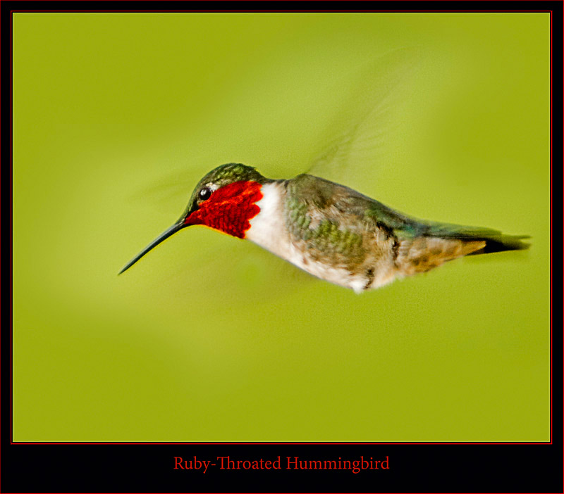 Male Ruby-Throat - Flight Close Up