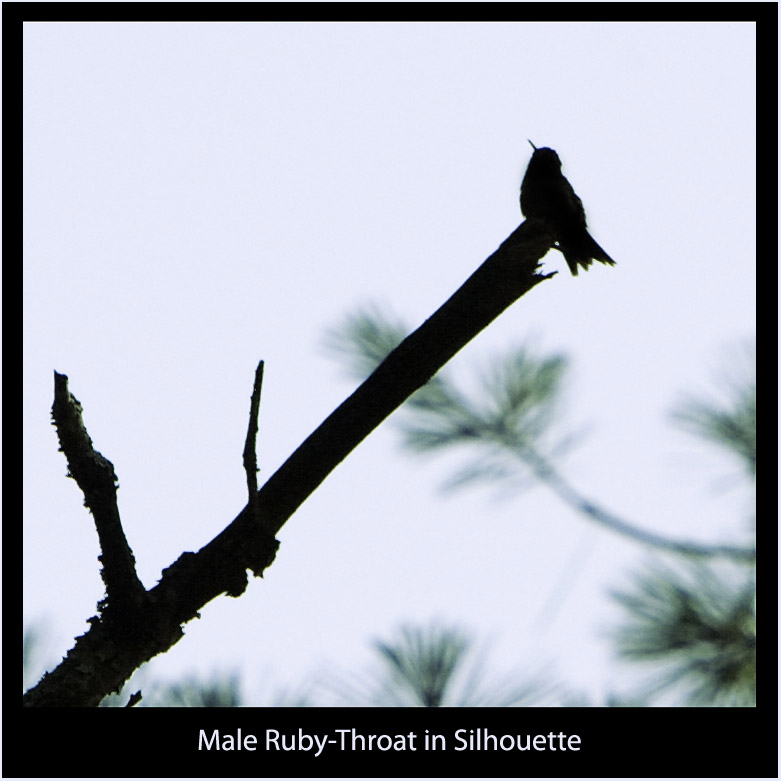 Male Hummingbird in Silhouette