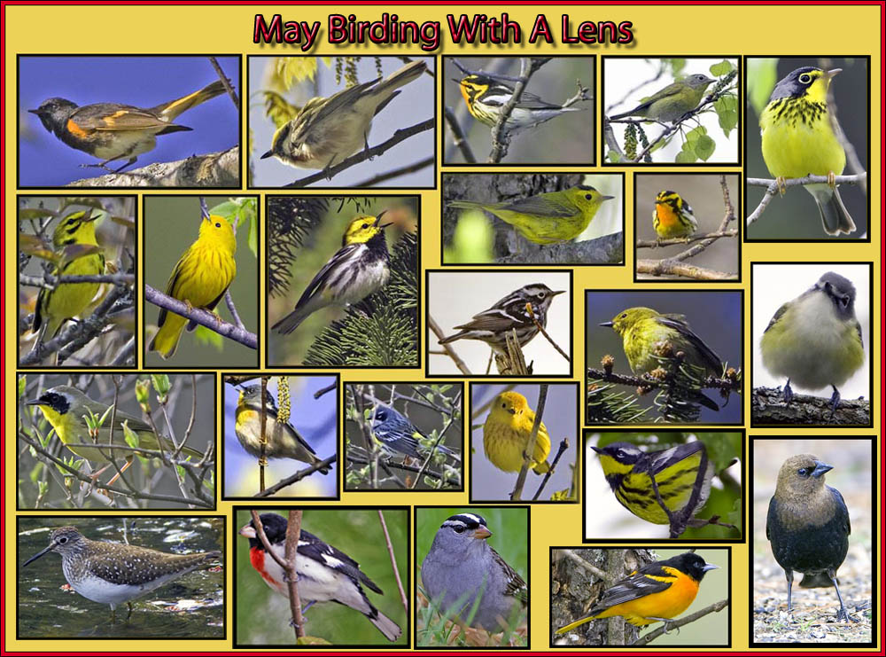 May Birding with a Lens