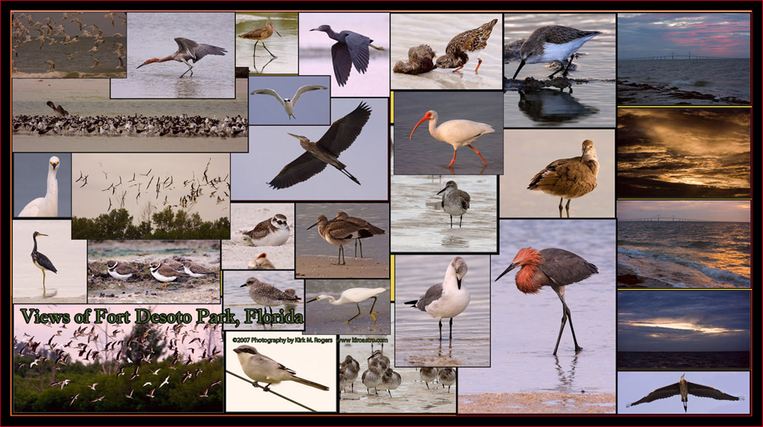 Birds of Fort Desoto Park, Florida 