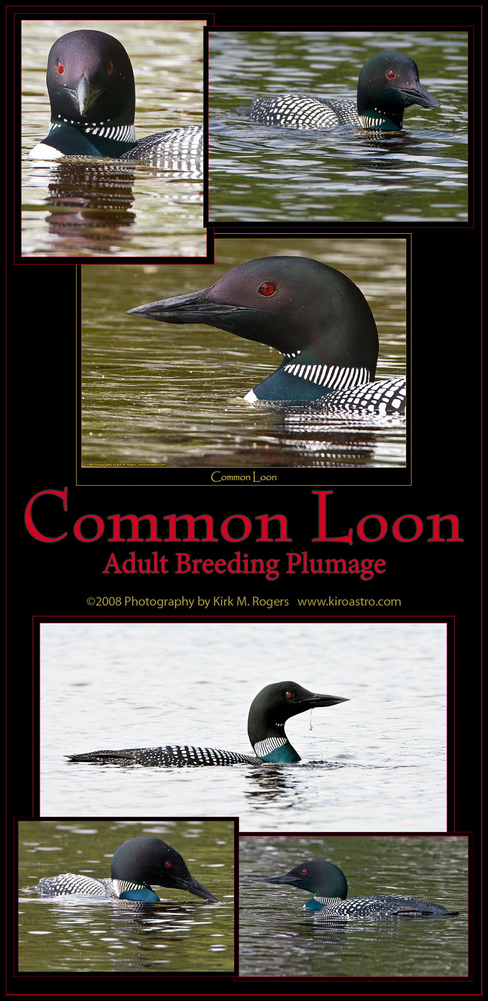 Common Loons in Breeding Plumage