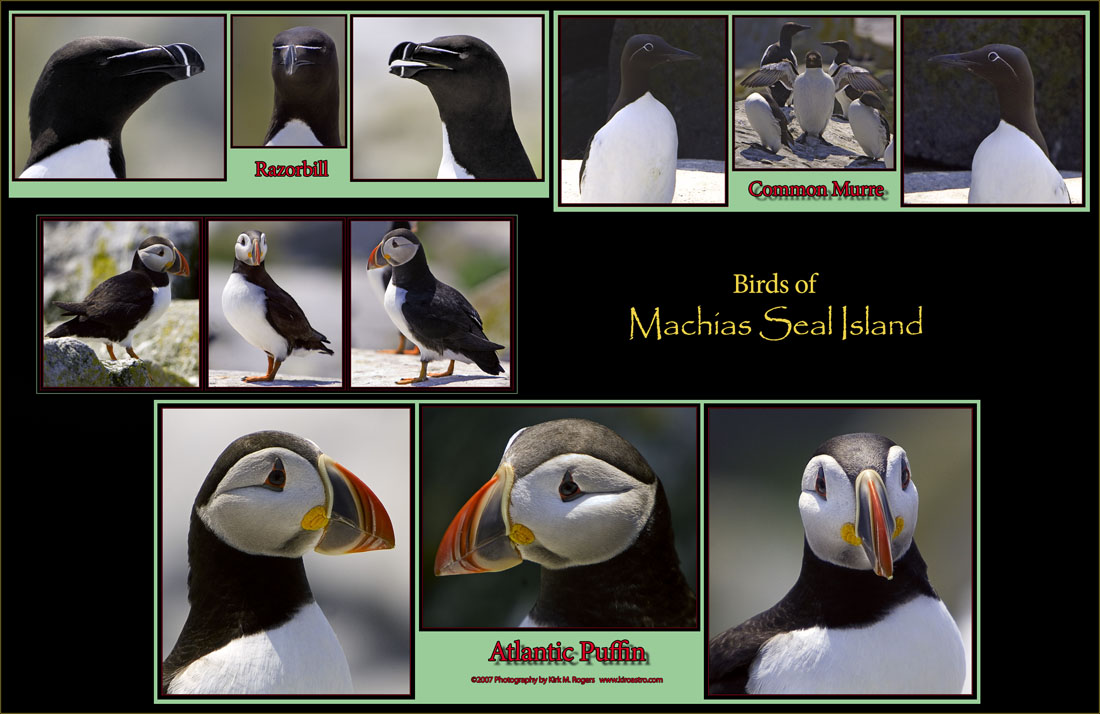 Birds of Machias Seal Island