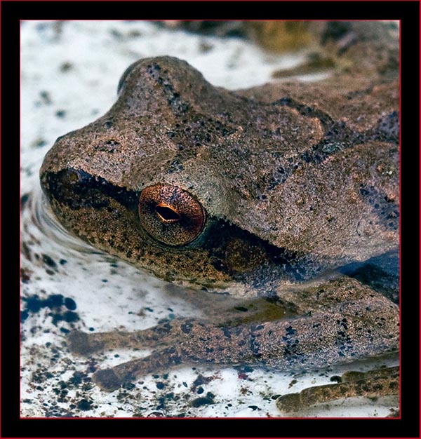 Spring Peeper