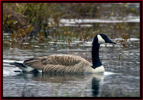 Canada Goose