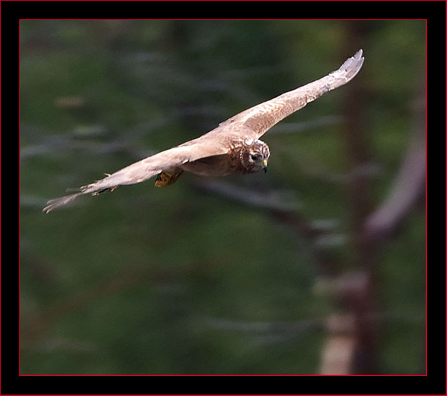 Northen Harrier in Flight