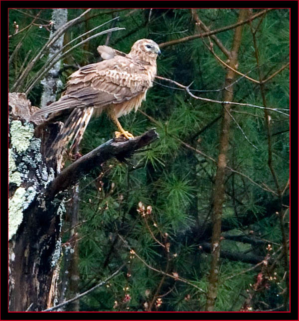 Northern Harrier