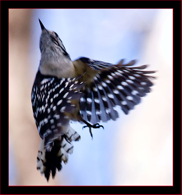 Downy Woodpecker