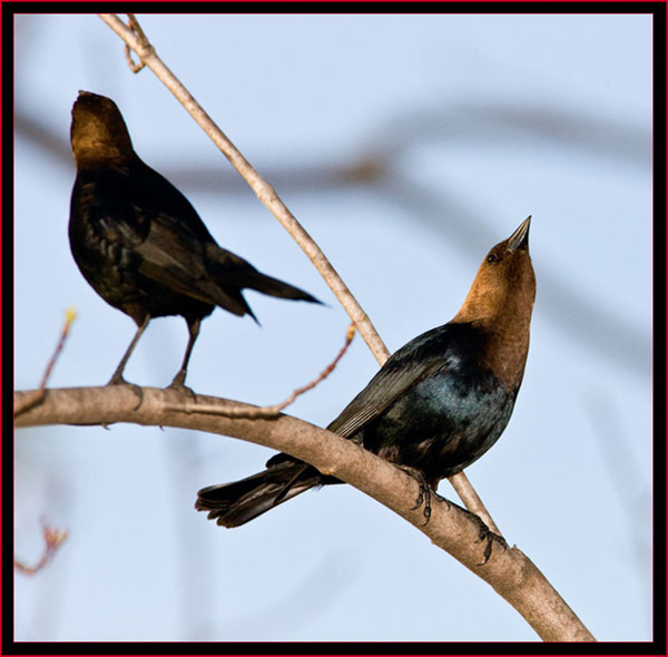 Brown-headed Cowbirds