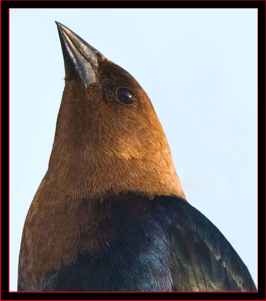 Brown-headed Cowbird