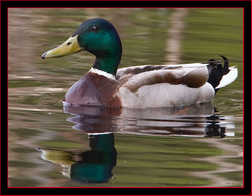 Mallard