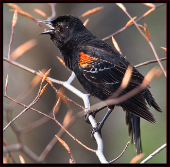 Red-winged Blackbird