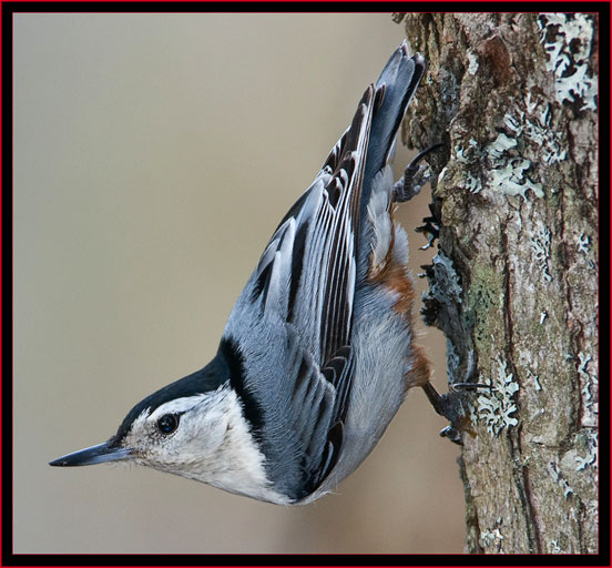 White-breasted Nuthatch