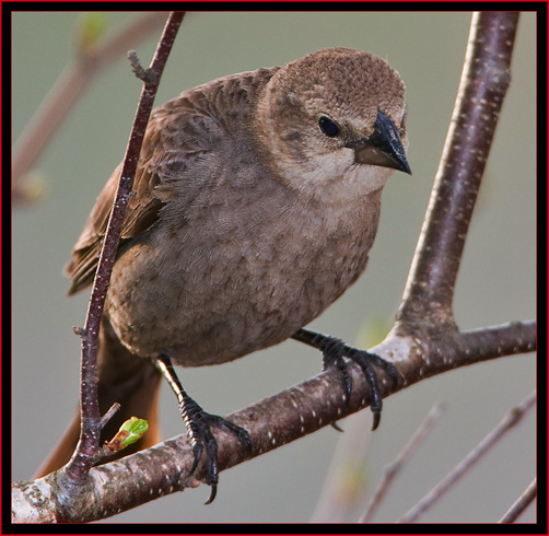 Brown-headed Cowbird