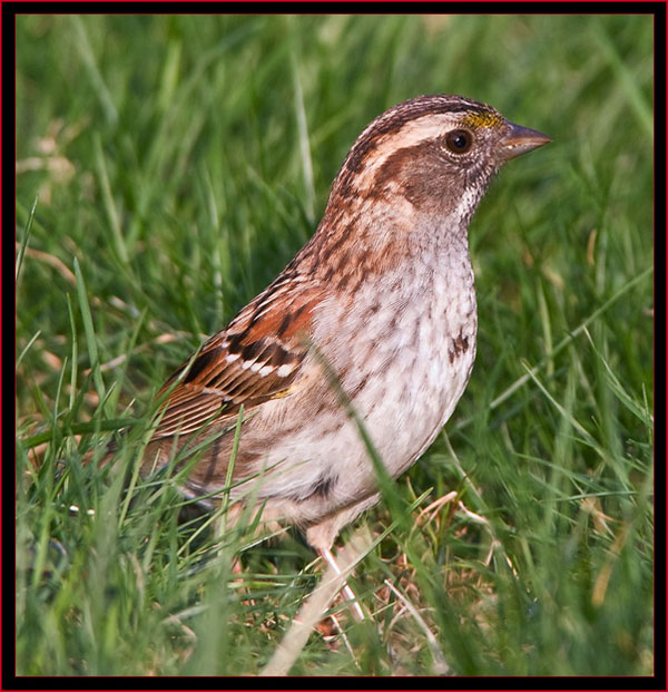 White-throated Sparrow