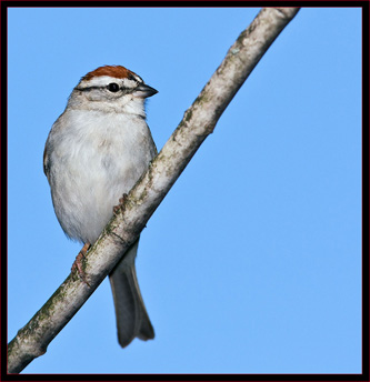 Chipping Sparrow