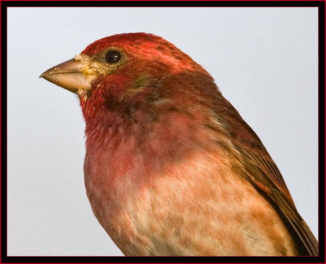 Male Purple Finch