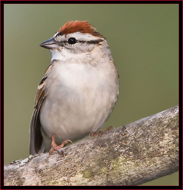 Chipping Sparrow