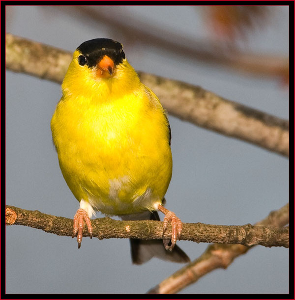 American Goldfinch