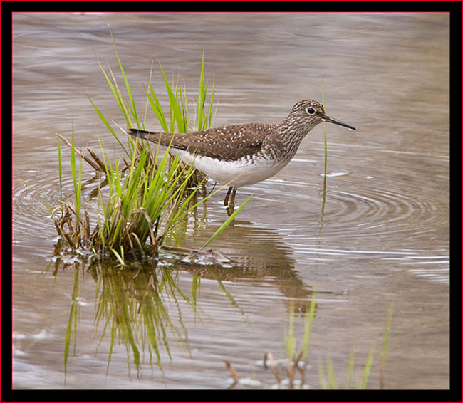 Solitary Sandpiper