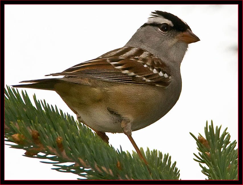 White-crowned Sparrow