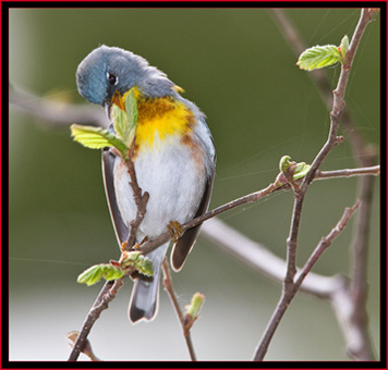 Northern Parula