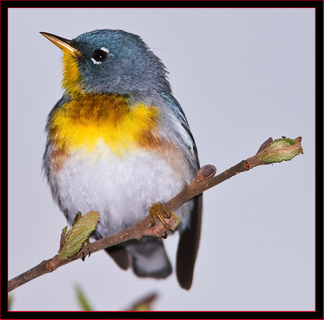 Northern Parula