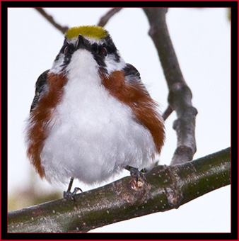 Chestnut-sided Warbler