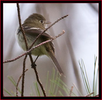 Least Flycatcher