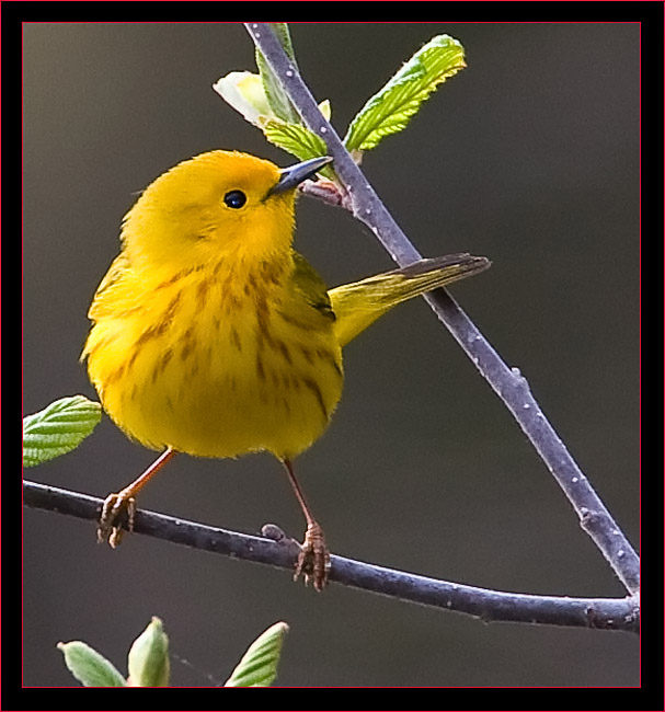 Yellow Warbler