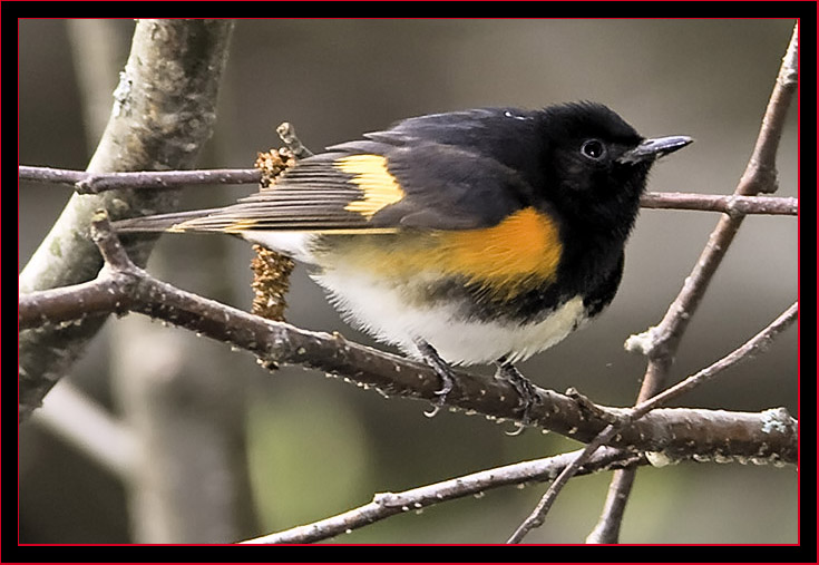 American Redstart