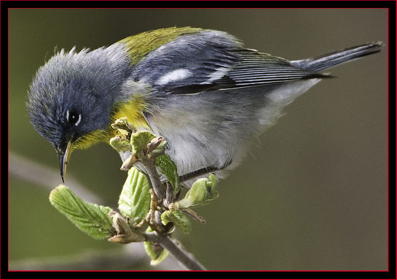 Northern Parula