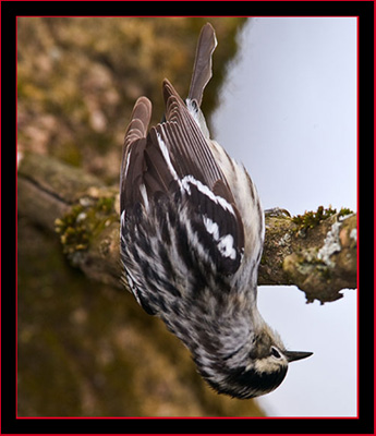 Black & White Warbler