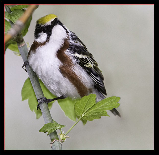 Chestnut-sided Warbler