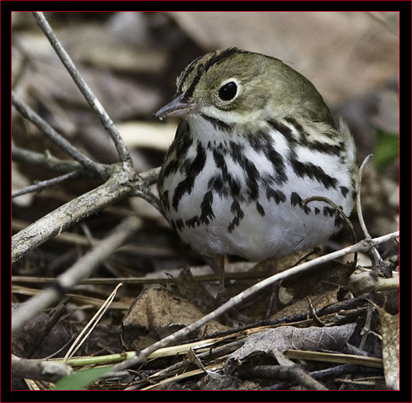 Ovenbird