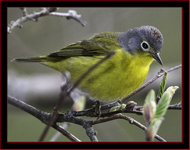 Nashville Warbler