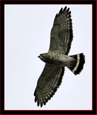 Broad-winged Hawk