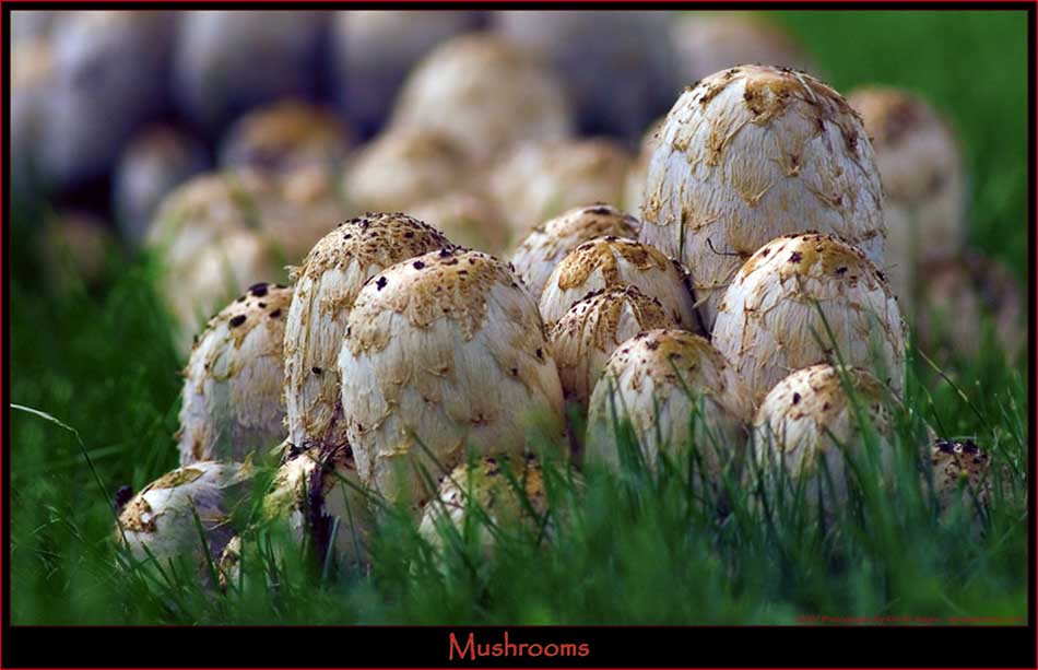 Mushroom View