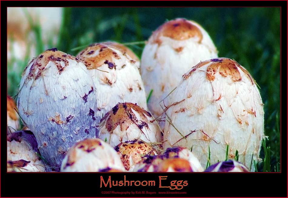 Mushroom Eggs